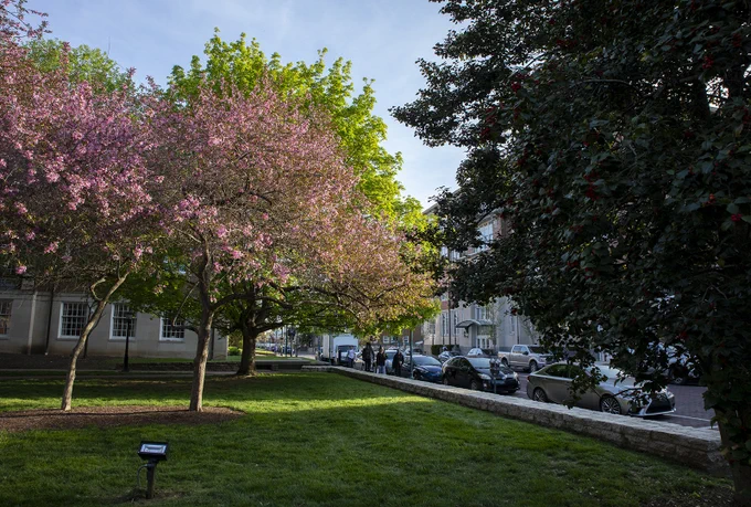 Pink and green trees on College Green