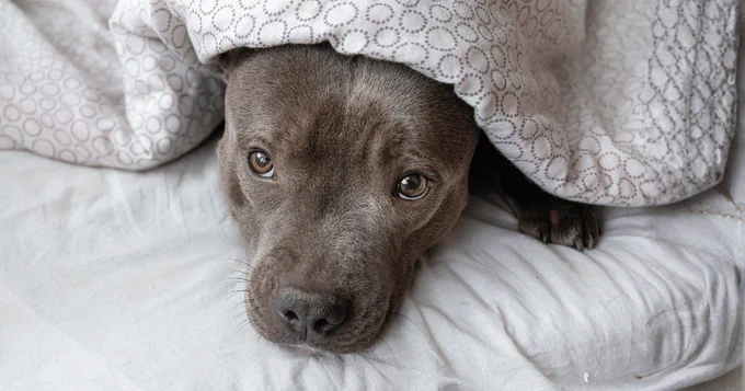 anxious dog boarding and petcloud