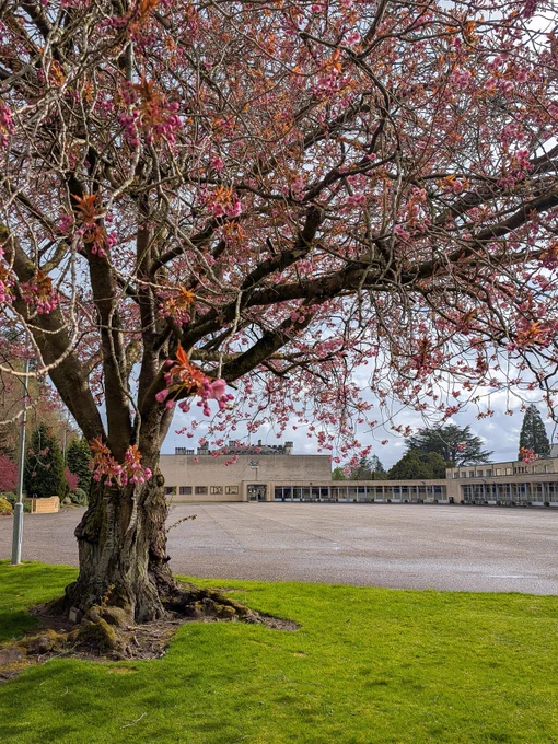 A blossom tree next to the parade square at the Scottish Police College, Tulliallan.
