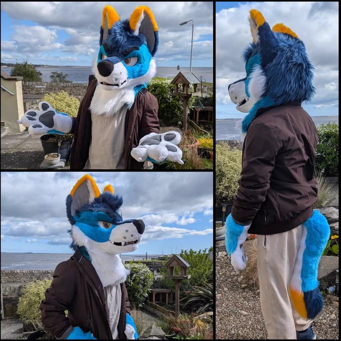 A grumpy blue wolf mini partial posing in a seaside garden. He is mostly sky blue with navy and white secondary markings, and bright orange accents.
He will be for sale at Confuzzled at the end of May at Cassius Crafts' dealers den table.