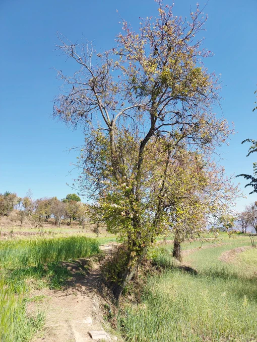 Walking path through the fields.