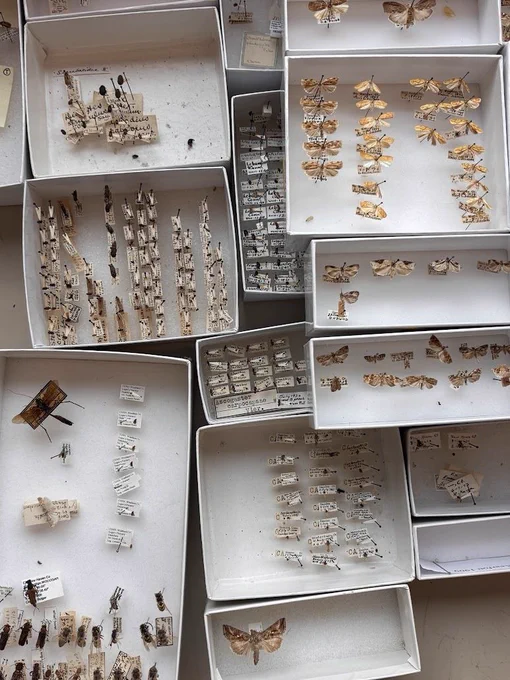 Close-up overhead view of multiple white specimen trays containing pinned and mounted insects, including moths, beetles, and flies, each accompanied by handwritten identification labels. 