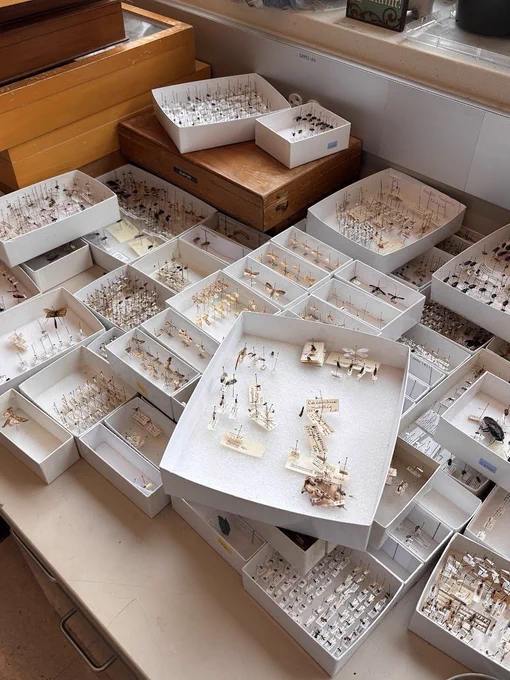 Overhead view of an entomology workspace covered with white specimen trays containing pinned insects organized by category, with label cards identifying each specimen. 