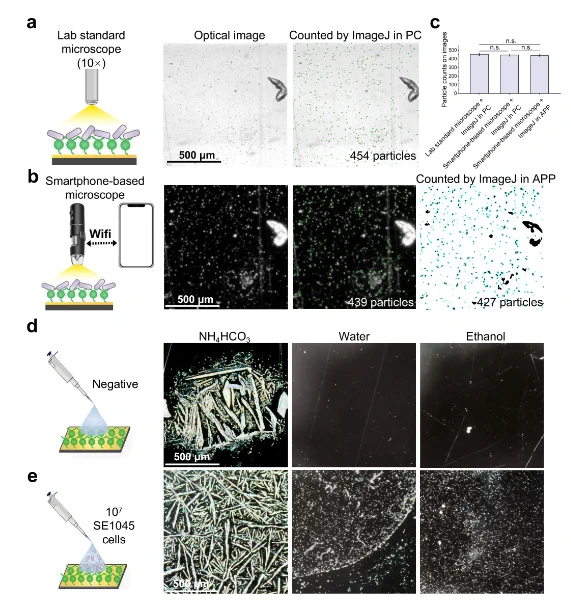 Key factors of the smartphone-based method for bacterial detection.