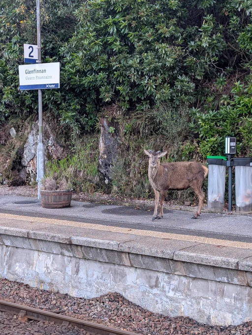 a stag at Glenfinnan.