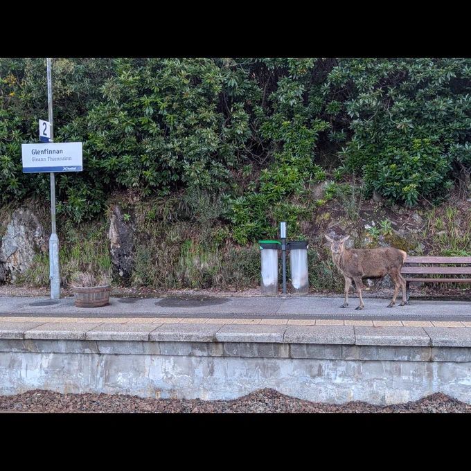 a stag at Glenfinnan.