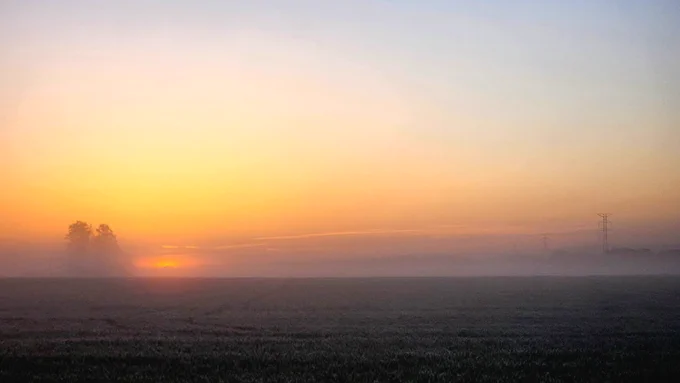 sunrise over a cornfield