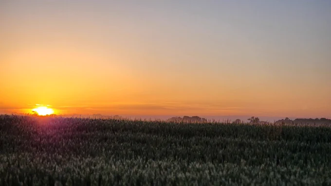 sunrise over a cornfield