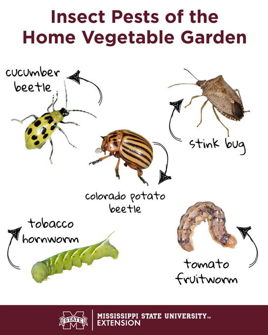 Close-up of cucumber beetle, stink bug, Colorado potato beetle, tobacco hornworm, and tomato fruitworm labeled as common home vegetable garden pests.