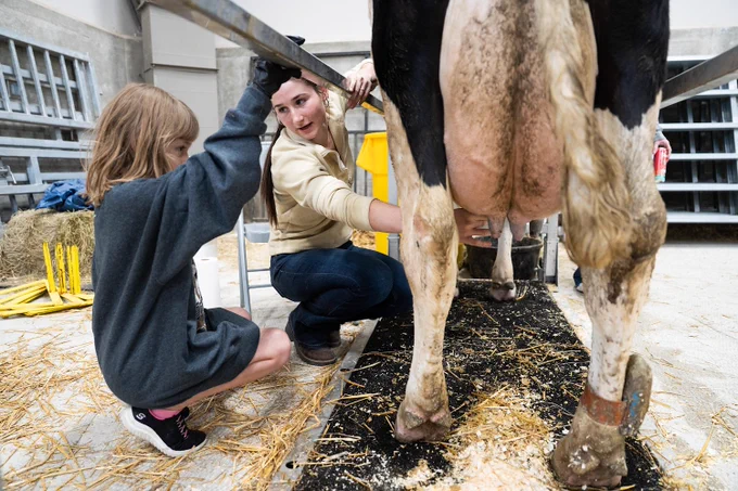 Student teaching a girl how to milk a cow.