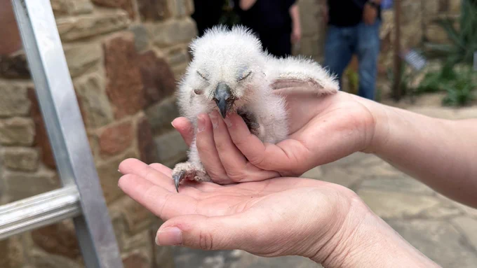 Athena's second owlet in hand after being rescued from the nest.