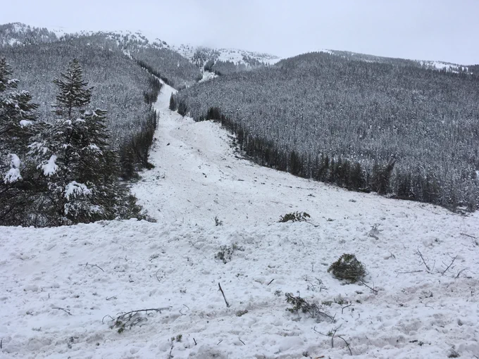 Snow-covered mountain slope with a wide path created by an avalanche cutting through dense evergreen forest under a gray sky.