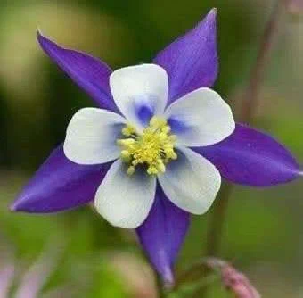 Columbine flower