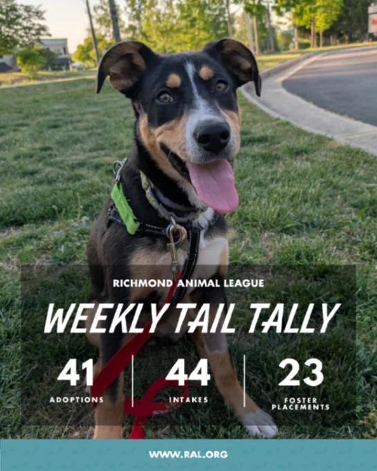 Happy black-and-tan dog on grass with overlay that reads "Richmond Animal League weekly tail tally: 41 adoptions, 44 intakes, 23 foster placements. www.ral.org"