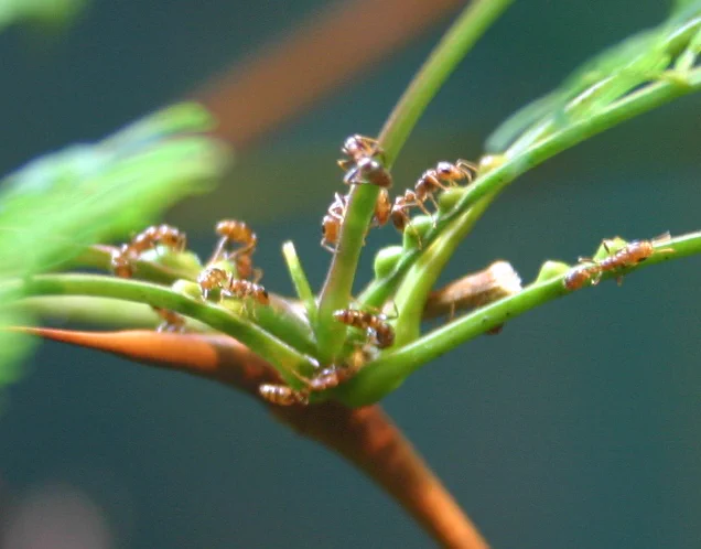 "Acacia ants" by Ryan Somma is licensed under CC BY-SA 2.0
