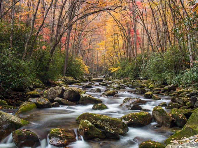 A forest stream flows over moss-covered rocks, surrounded by tall trees with vibrant autumn leaves in shades of yellow, orange, and red.