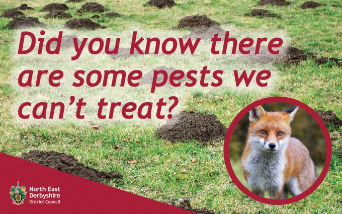 Text reads "Did you know there are some pests we can't treat?" with an image of a fox in a field of molehills. North East Derbyshire District Council logo is present.