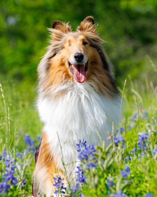 Texas A&M's mascot, Reveille X, with a long, fluffy coat sits among vibrant green grass and bluebonnets, looking towards the camera with its mouth open, appearing happy. The background is a blurred view of greenery.