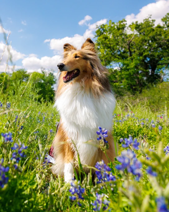 Texas A&M mascot, Reveille X, happily sits among blooming bluebonnets in a grassy field. The sky is blue with scattered clouds, and trees are visible in the background.