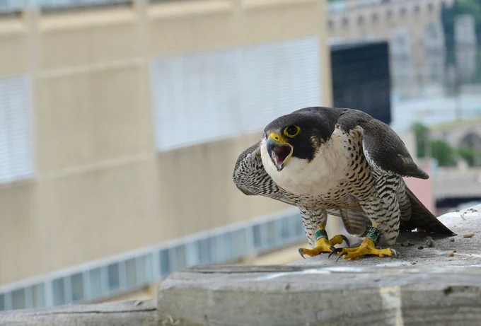 Falcon standing on ledge, squawking.