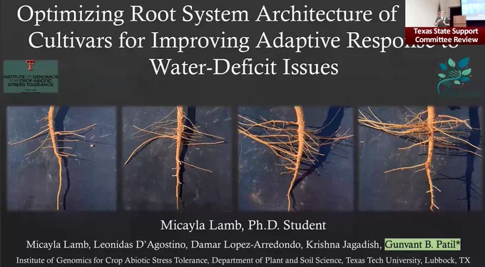 Optimizing Root System Architecture of Cotton Cultivars for Improving Adaptive Response to Water-Deficit Issues