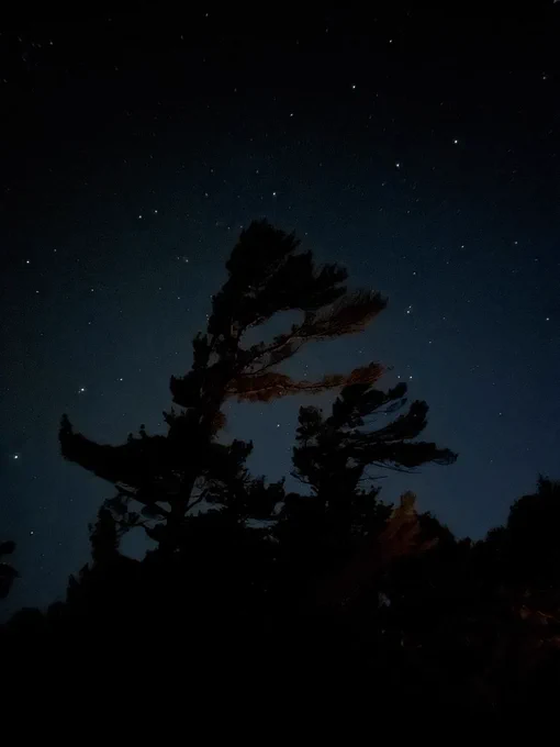 Silhouette of two wind-swept pine trees against a starry night sky.