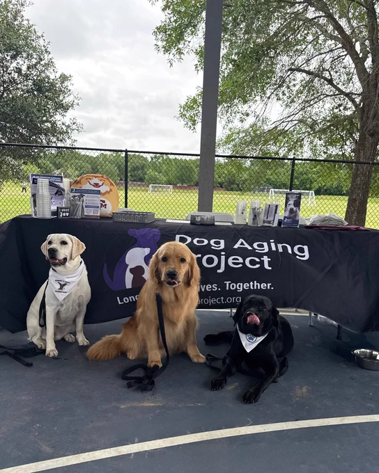 A golden retriever, a black Labrador, and a white Labrador sit in front of a table with "Dog Aging Project" logo.