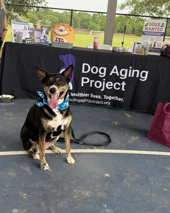 A dog sits in front of a table with a banner that says "Dog Aging Project" and "healthier lives. Together." A person stands behind the table.