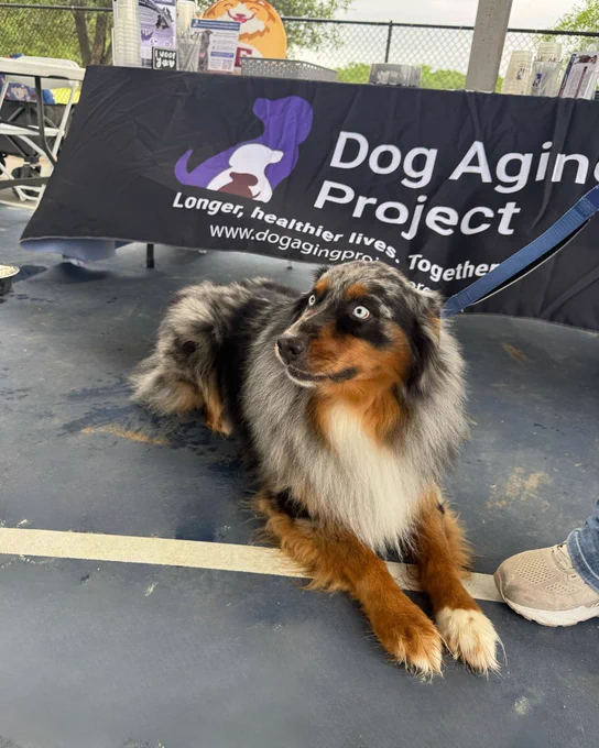 A blue merle Australian Shepherd lies on a blue surface in front of a banner that reads "Dog Aging Project".