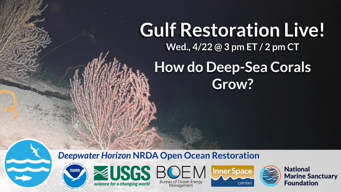 Fanning, pink corals on a sandy slope, with some corals faintly visible in the distance against a dark sea. Overlaid text reads: "Gulf restoration live! How Do Dee-sea Corals Grow?  Wednesday, April 20th at 3 pm ET, 2 pm CT. Deepwater Horizon NRDA Open Ocean Restoration," followed by emblems from NOAA, USGS, BOEM, the Inner Space Center, and the National Marine Sanctuary Foundation.