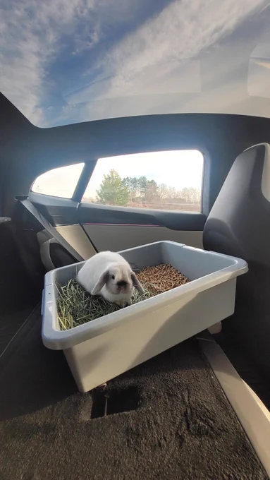 A super cute baby bunny in a litter box in the back seat of a tesla (named girlfriend).