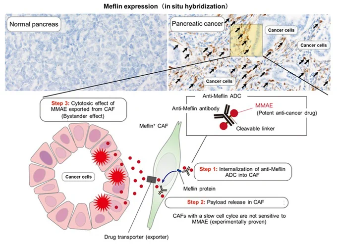 An overview of the research findings
Provided by Nagoya University