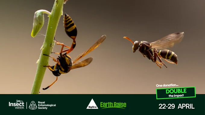 Close-up of two wasps on a green plant stem against a blurred background, highlighting their detailed wings and striped bodies.

Paper Planes (c) Jamie Smart