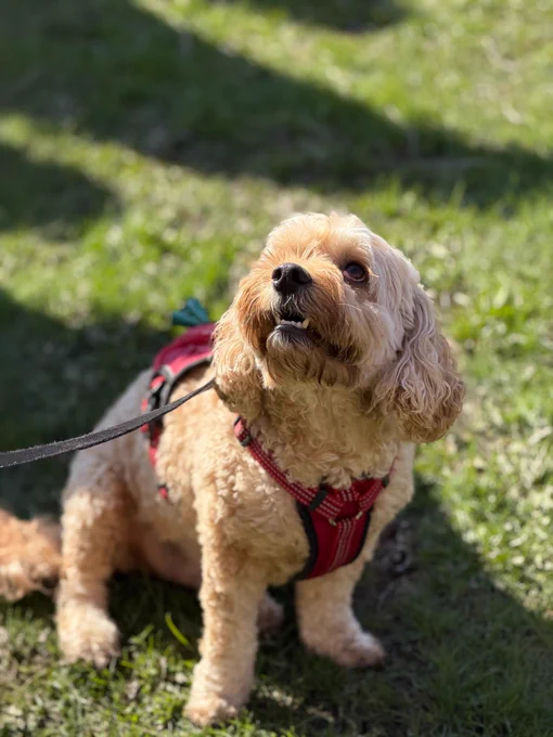 Miranda's pup, Butters! 
