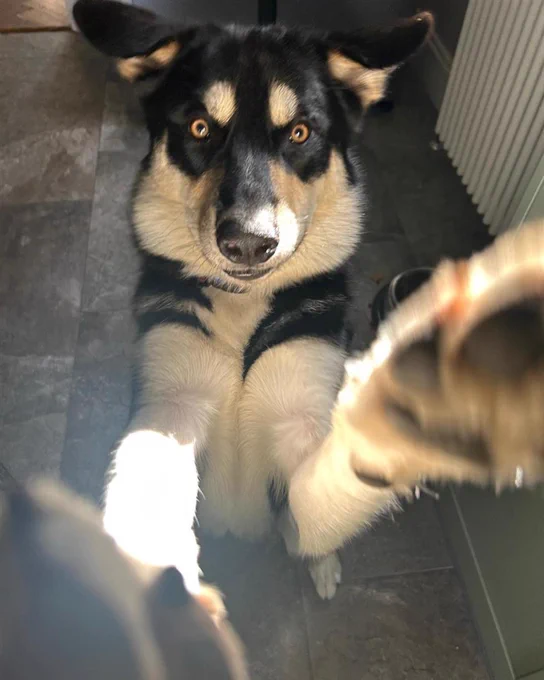 Skye, a husky/collie cross dog with black, white, and tan fur, is standing on its hind legs, reaching towards the camera with its front paws. The setting appears to be indoors, with a radiator visible in the background. The dog's eyes are wide open, giving an attentive expression.