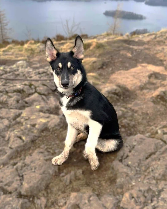 Skye, with his ears upright, is sitting on a rocky terrain. In the background, there is a view of a lake surrounded by trees.