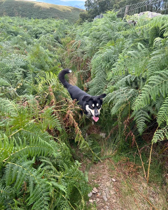 Skye, with his tongue out, stands on a narrow path surrounded by dense green ferns. In the background, there are wire fences and rolling hills.