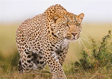 🐆
