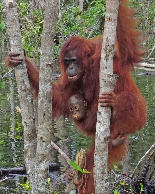 Eine Orang-Utan-Mutter hält sich an zwei kleinen Bäumen im Regenwald fest. Ihr Junges klammert sich an ihre Brust. 