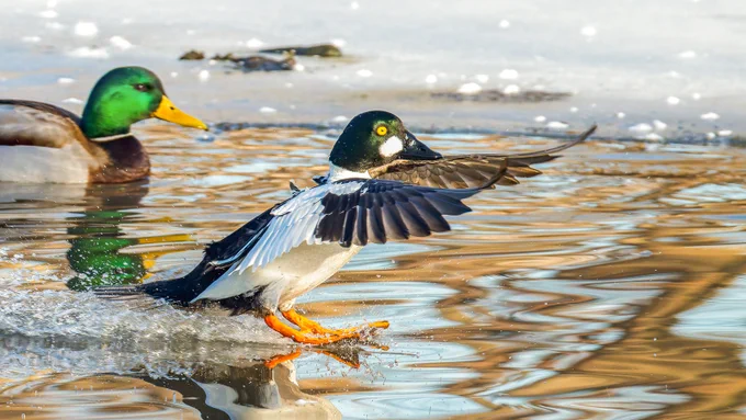 Two ducks are in the water near a partially frozen surface. One duck, a male mallard, has a green head and is swimming nearby. The other duck, a common goldeneye, is landing on the water with wings spread. The water reflects a mix of colors from the surroundings.