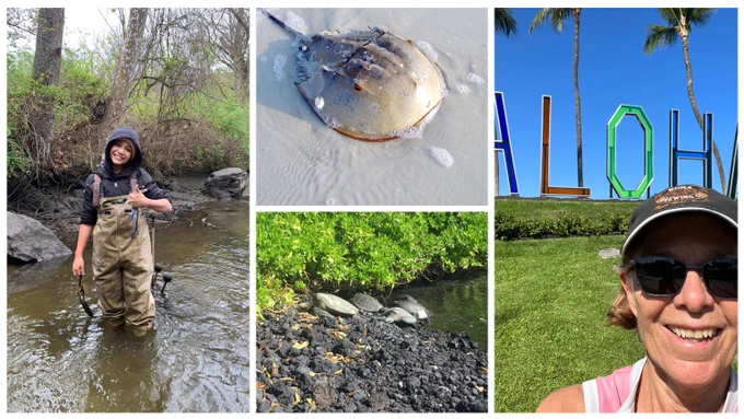 A collage of images, including a teen standing in a stream wearing hip waters and giving a thumbs-up, a horseshoe crab, four green sea turtles on a beach, and a person standing in front of a large outdoor sign that says "Aloha."