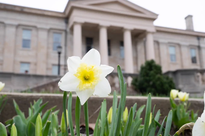Image of a daffodil with Old Cap in the background.