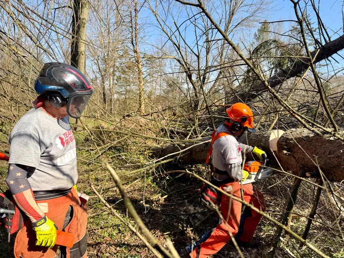 crews using chainsaw to cut tree in half