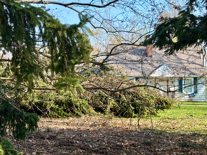 downed tree in front yard of home