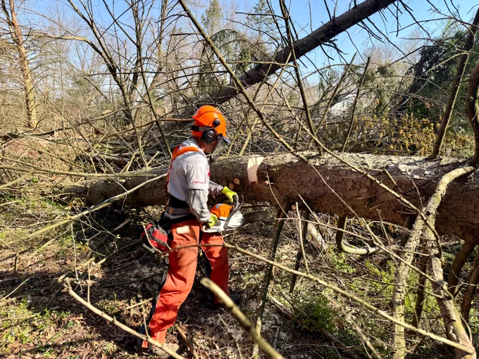crews using chainsaw to cut tree in half