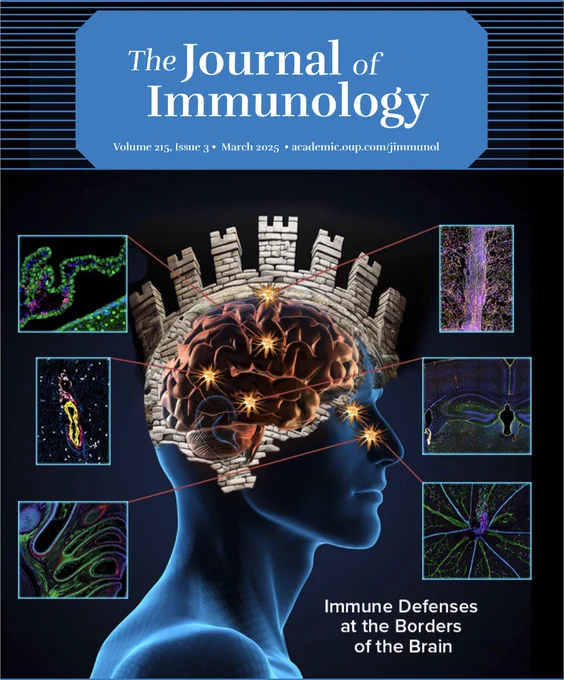 Illustration of a human head with a brain surrounded by a castle wall, symbolizing immune defenses at brain borders, with microscopic immune cell images.