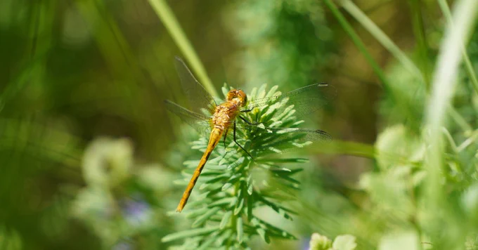 A yellowish-orange dragonfly resting on a green plant.