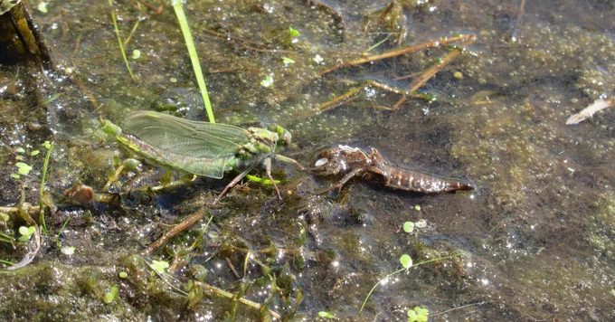 A green dragonfly emerging from the water.