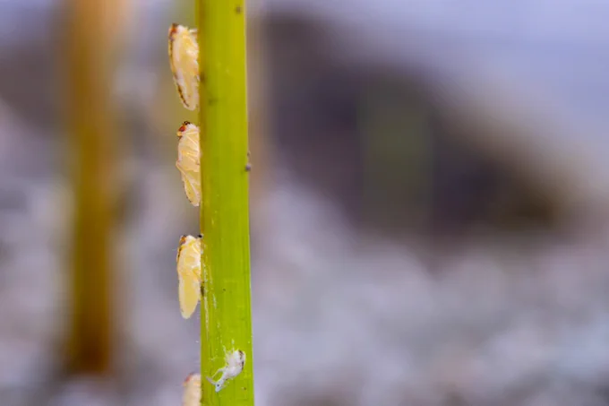 Close-up of several tiny, light-colored rice delphacid insects on a vertical green plant stem against a blurred background.
