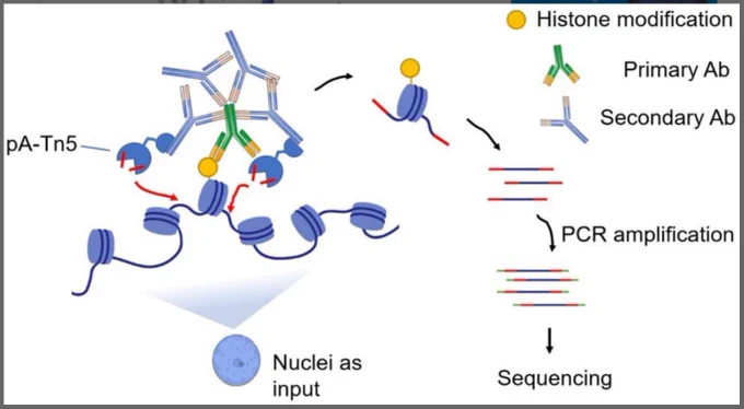 Graphical summary showing the workflow of CUT&Tag using nuclei as input. The nuclei are incubated with a primary antibody that binds to the histone modification of interest. Then, a secondary antibody tethers the pA-Tn5 to the primary antibody. The pA-Tn5 is activated, cleaves and tagments the DNA in proximity. The resulting tagmented DNA is released, and amplified with adapter-containing oligos by PCR, resulting in sequencing-ready libraries.